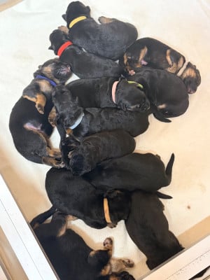 Les chiots de Berger Allemand