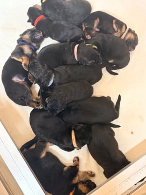 Les chiots de Berger Allemand