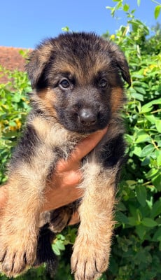 Les chiots de Berger Allemand