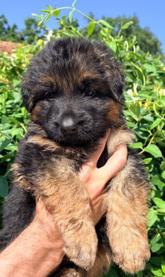 Les chiots de Berger Allemand