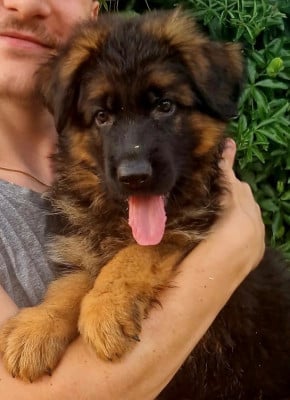 Les chiots de Berger Allemand