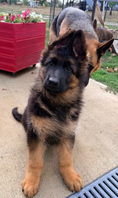 Les chiots de Berger Allemand