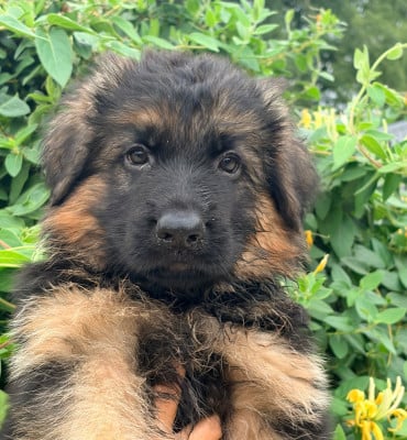 Les chiots de Berger Allemand Poil Long