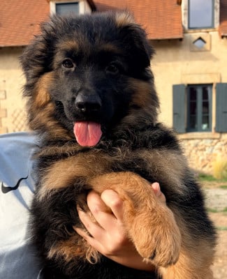 Les chiots de Berger Allemand Poil Long