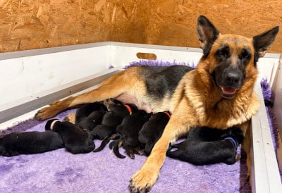 Les chiots de Berger Allemand