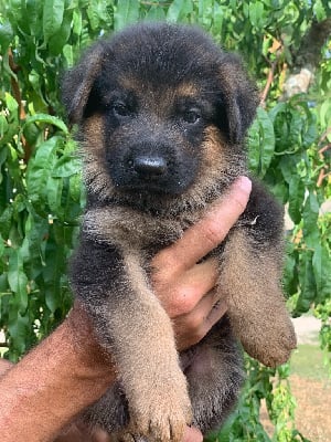 Les chiots de Berger Allemand