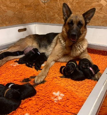 Les chiots de Berger Allemand