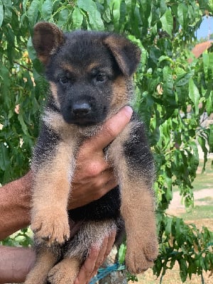 Les chiots de Berger Allemand