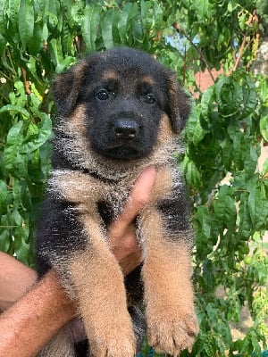 Les chiots de Berger Allemand
