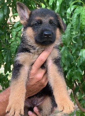 Les chiots de Berger Allemand