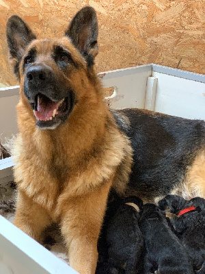 Les chiots de Berger Allemand