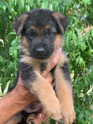 Les chiots de Berger Allemand