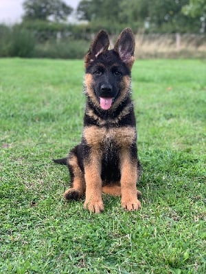 Les chiots de Berger Allemand