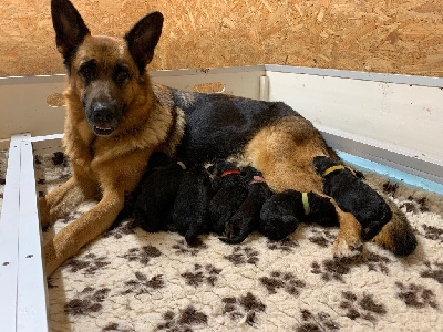Les chiots de Berger Allemand