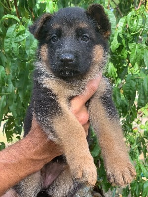 Les chiots de Berger Allemand