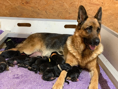 Les chiots de Berger Allemand