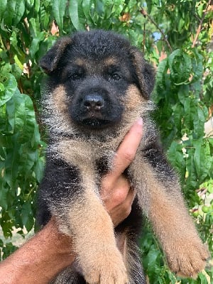 Les chiots de Berger Allemand