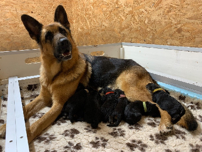 Les chiots de Berger Allemand