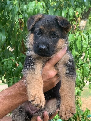 Les chiots de Berger Allemand