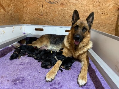 Les chiots de Berger Allemand