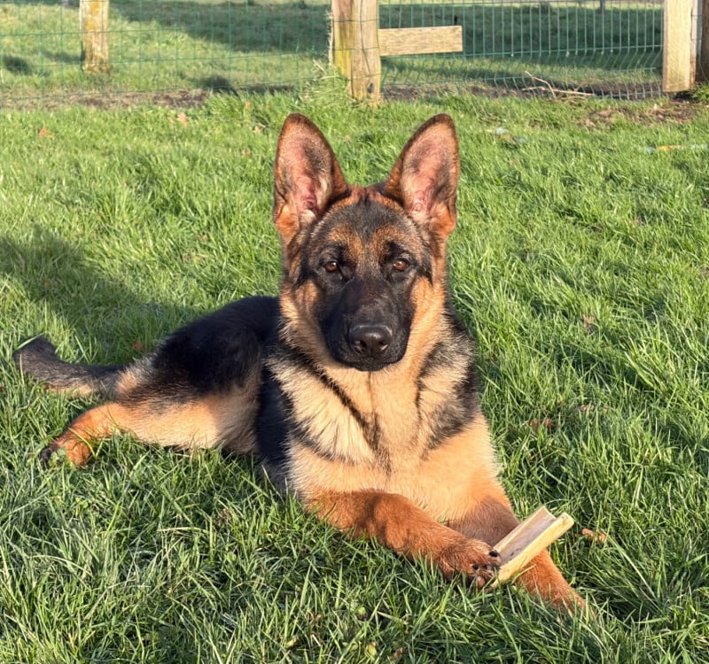 Berger Allemand - du Vent de Traverse