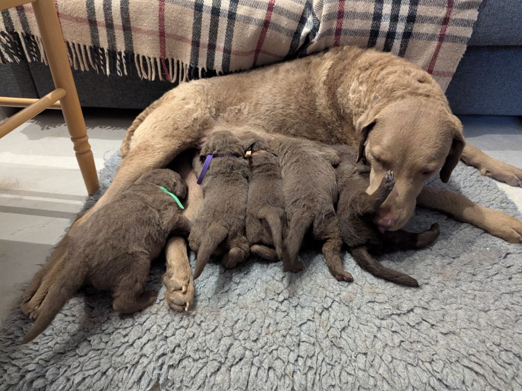 Retriever de la baie de Chesapeake - Northern Pine