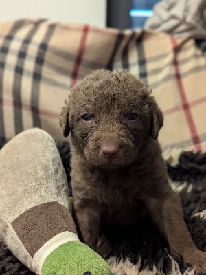 Les chiots de Retriever de la baie de Chesapeake
