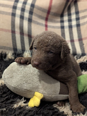 Les chiots de Retriever de la baie de Chesapeake