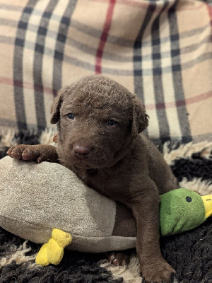 Les chiots de Retriever de la baie de Chesapeake