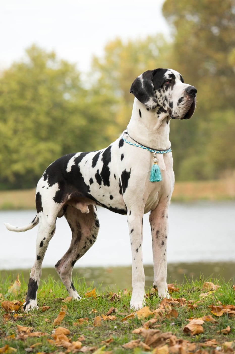 Vidi vici Black Dogs Of Go Spirit