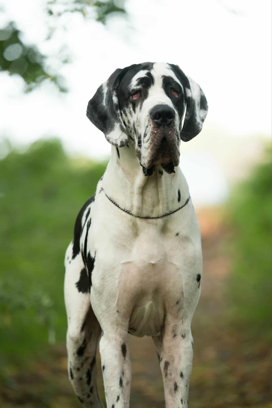 Vidi vici Black Dogs Of Go Spirit