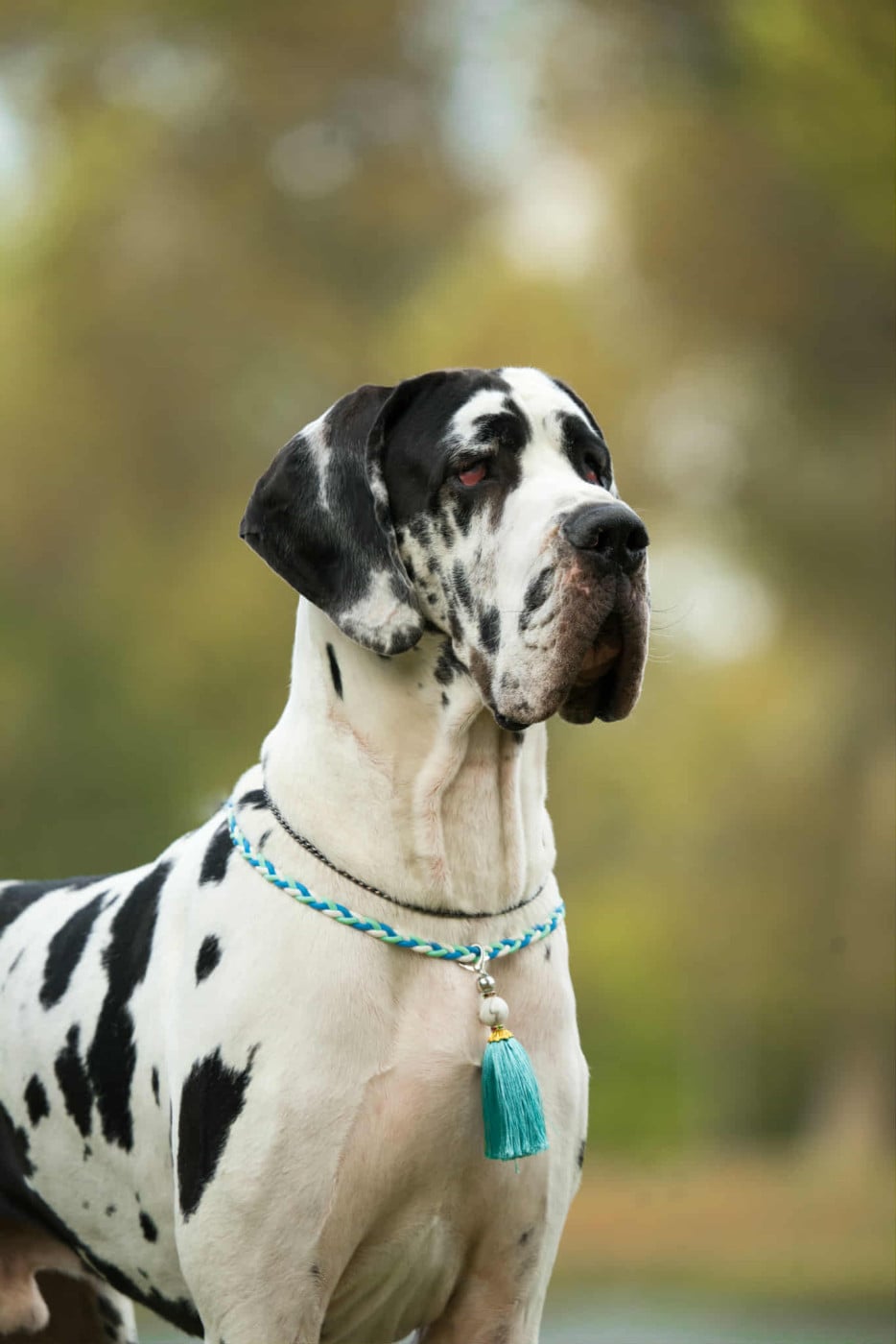 Vidi vici Black Dogs Of Go Spirit