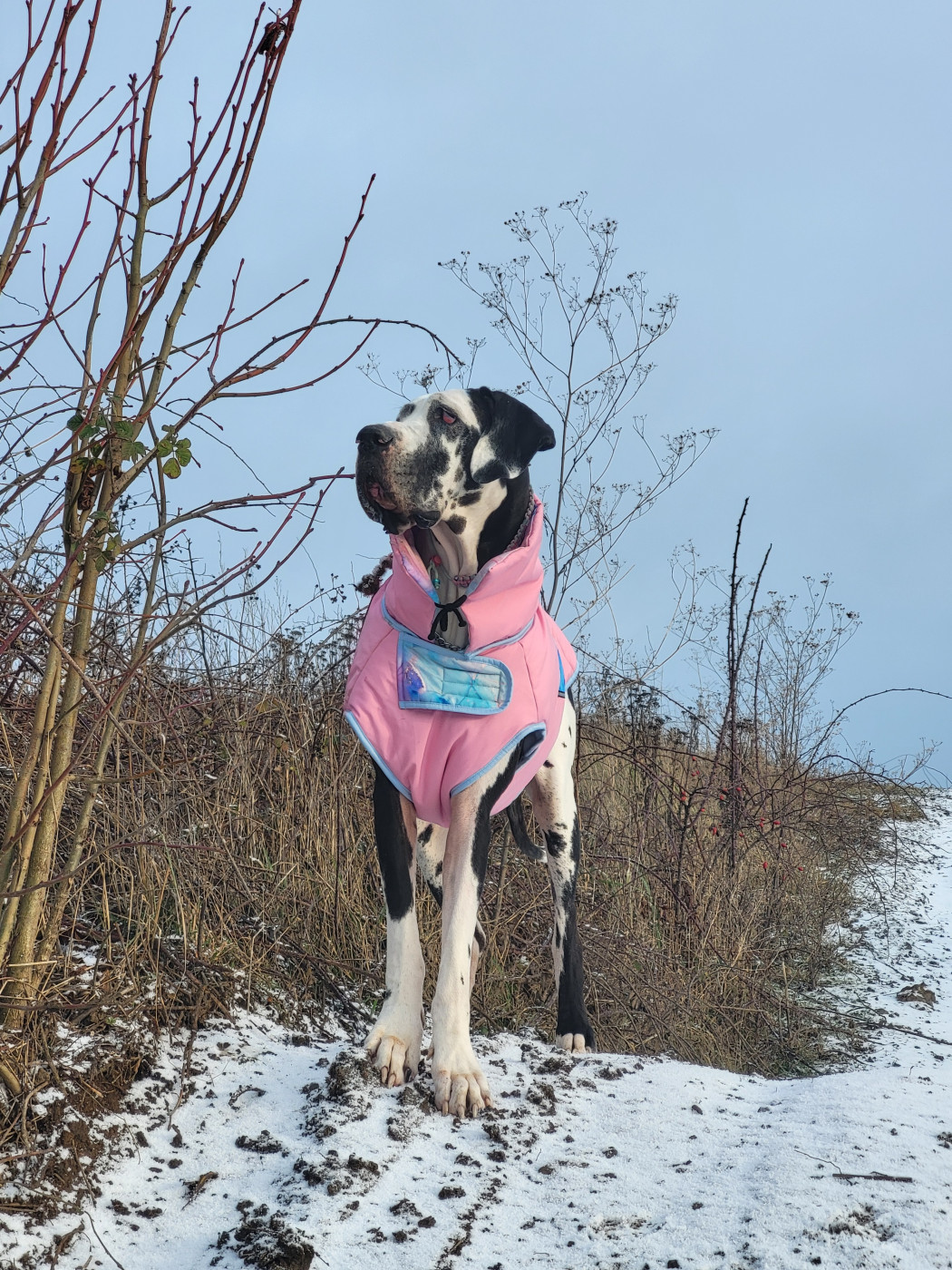 Publication : Black Dogs Of Go Spirit