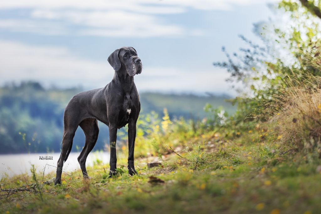 Jch ukita de l ether de pandora