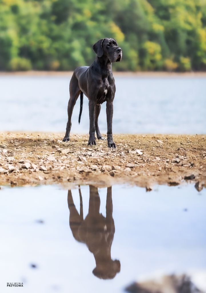 Jch ukita de l ether de pandora