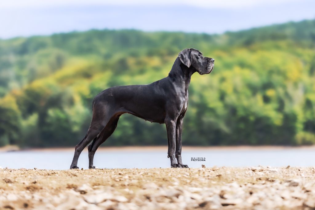 Jch ukita de l ether de pandora