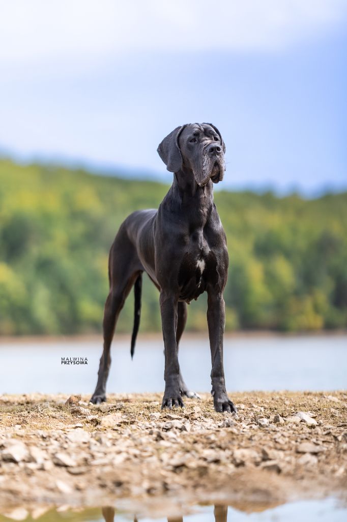 Jch ukita de l ether de pandora