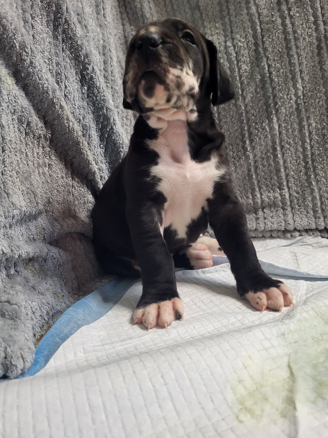 Dogue allemand - Black Dogs Of Go Spirit