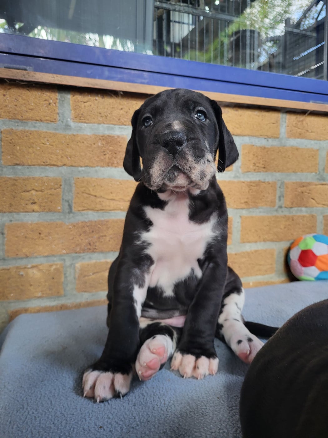 Dogue allemand - Black Dogs Of Go Spirit