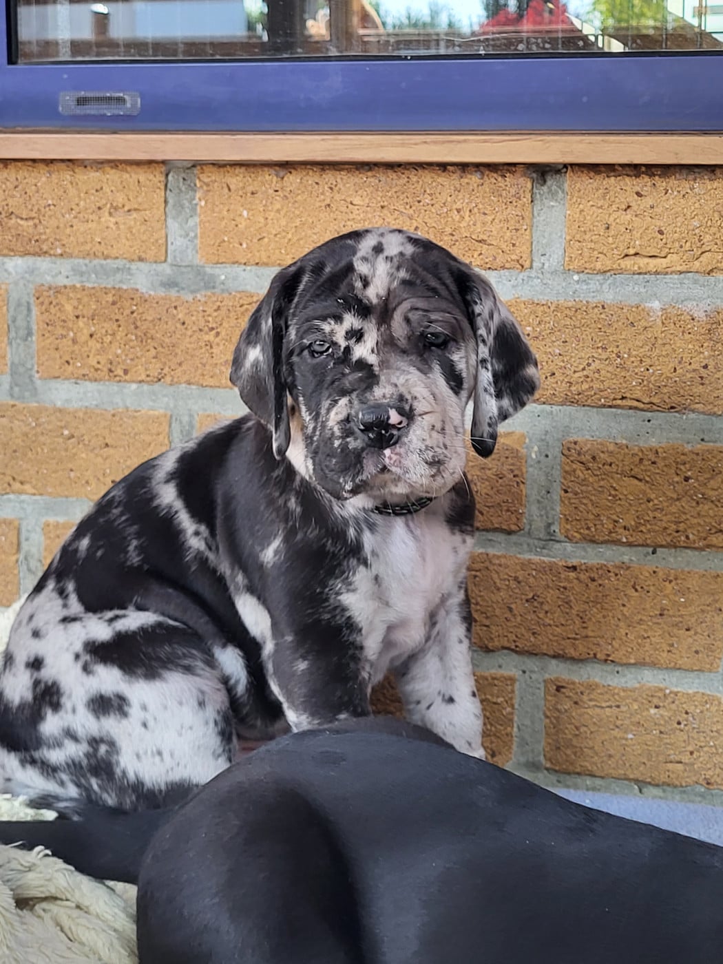 Dogue allemand - Black Dogs Of Go Spirit