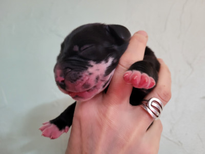 Les chiots de Dogue allemand