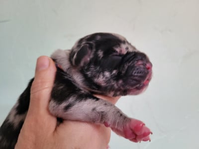 Les chiots de Dogue allemand