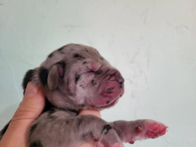 Les chiots de Dogue allemand