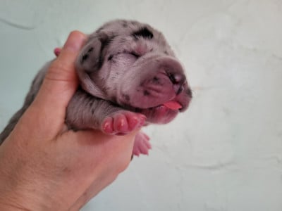 Les chiots de Dogue allemand