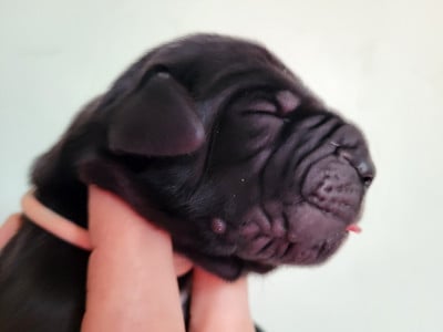 Les chiots de Dogue allemand