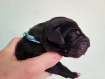 Les chiots de Dogue allemand