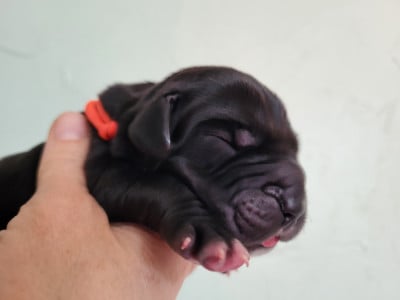 Les chiots de Dogue allemand