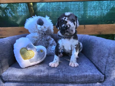 Les chiots de Dogue allemand