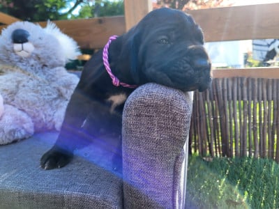 Les chiots de Dogue allemand