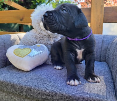 Les chiots de Dogue allemand